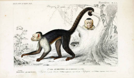 histoire naturelle Paris 1849