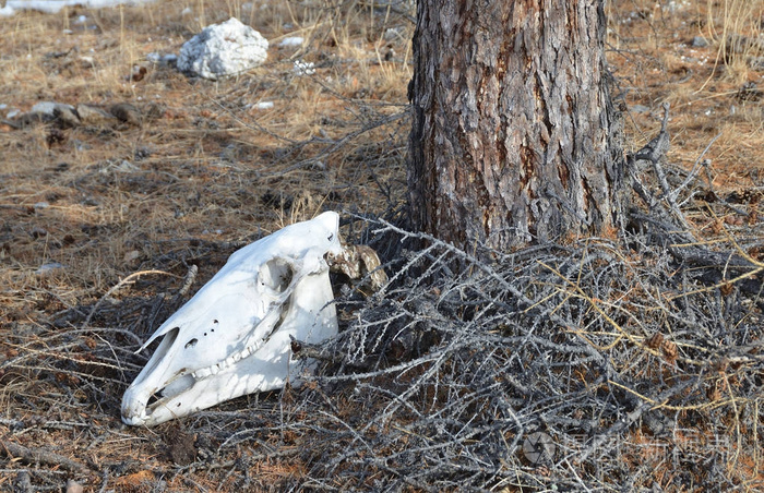 在森林里的一棵树下的骷髅