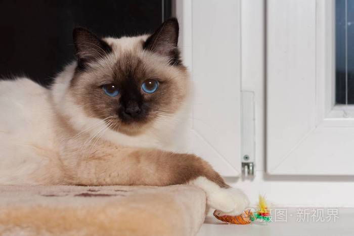 一个海豹猫猫 坐在窗台上的男性照片 正版商用图片10qlrz 摄图新视界