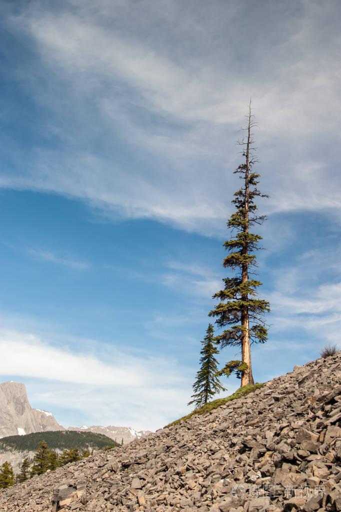 岩石斜坡上的云杉树