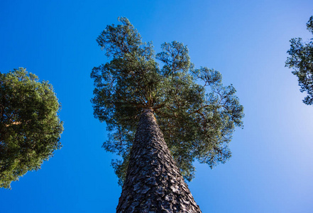 仰望蓝天上高大的松树