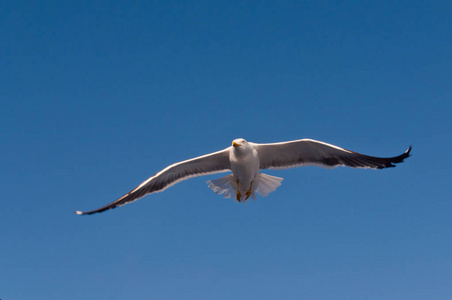 在蓝天上飞翔的白色海鸥