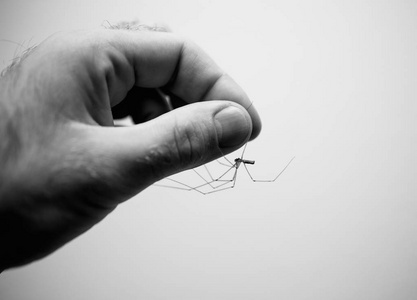 蛛网鸟人手上的蜘蛛黑白图像照片