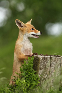 外阴外阴。 狐狸在整个欧洲很普遍。 欧洲的野性。 照片中的秋天颜色。 漂亮的照片。 狐狸和兰花。 自然捷克语。