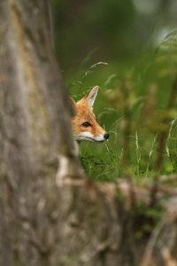 外阴外阴。 狐狸在整个欧洲很普遍。 欧洲的野性。 照片中的秋天颜色。 漂亮的照片。 狐狸和兰花。 自然捷克语。