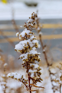 一根干枯的草被雪覆盖着。草地上覆盖着雪