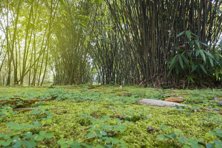 竹林背景与阳光耀斑