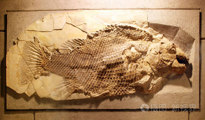 黄石背景的古鱼化石