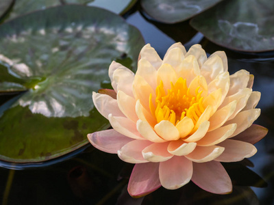 美丽的莲花漂浮在水面上