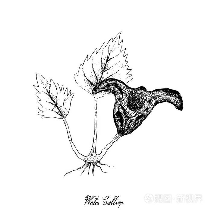 白底水菱角植物手绘插画-正版商用图片10qwle-摄图新视界