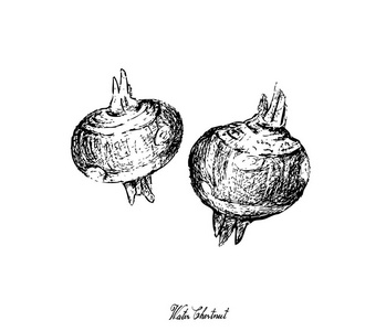 白底马蹄植物手绘照片