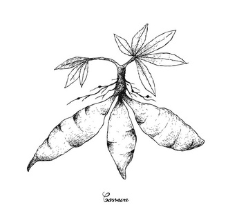 木薯根棍子图片-木薯根棍子素材-木薯根棍子插画-摄图新视界