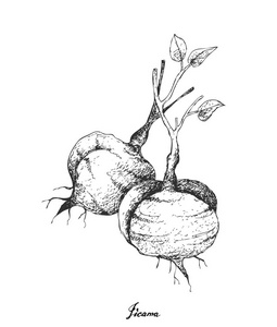 白色背景下的新鲜豆薯手画照片