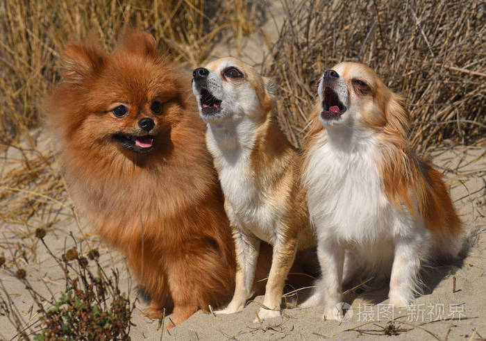 在自然中的三条狗