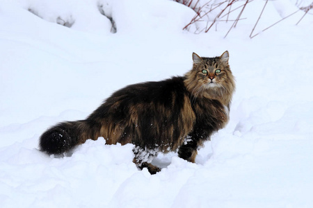 深雪中一只棕色黑色挪威森林猫
