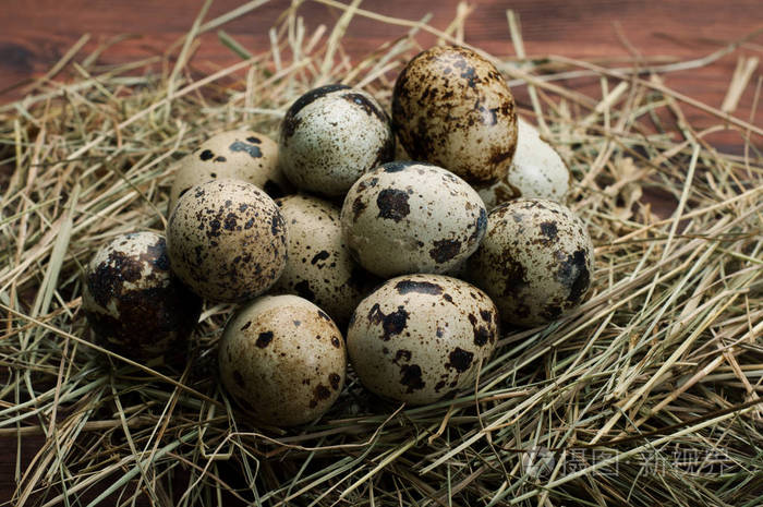 干草上生鹌鹑蛋微距摄影