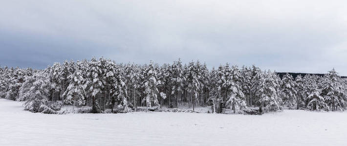 雪覆盖斯堪的纳维亚松林与松树, 樟子松