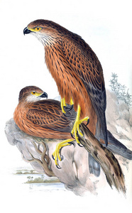 鸟的插图。 澳大利亚的鸟类补充。 1848