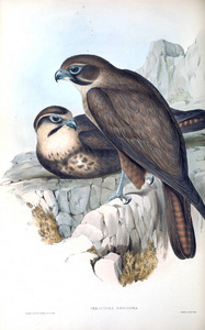 鸟的插图。 澳大利亚的鸟类补充。 1848