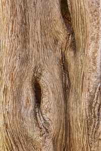 树的树皮纹理背景。自然详细