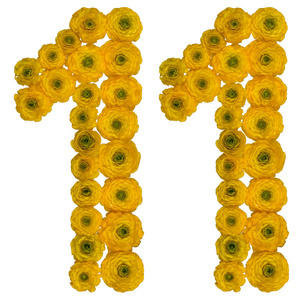 阿拉伯数字 11, 十一, rom 黄色花, 毛茛, 孤立照片