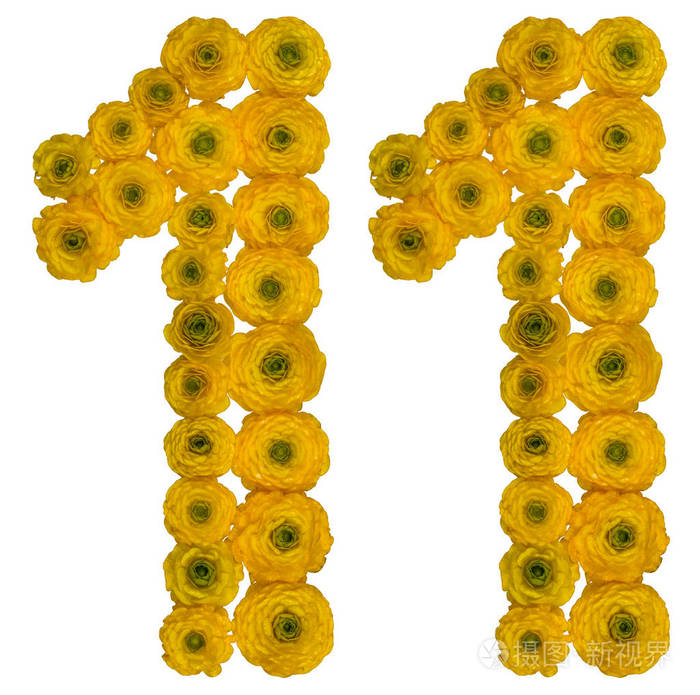阿拉伯数字 11, 十一, rom 黄色花, 毛茛, 孤立