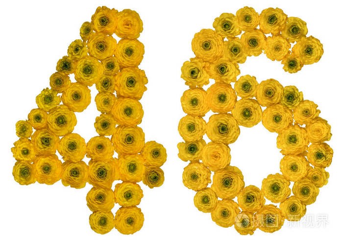 阿拉伯数字46四十六从黄色花毛茛