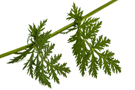 松脂除虫菊花的叶和茎, 在白色 backgro 上被隔离照片