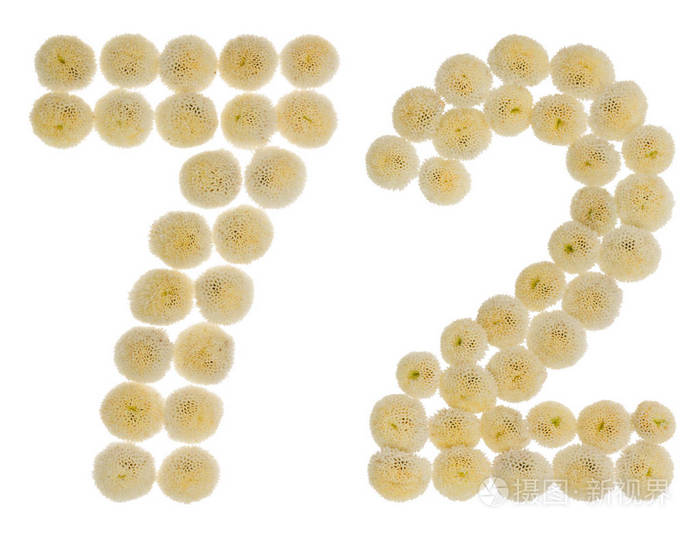 阿拉伯数字72七十二从奶油花的chrysanthe