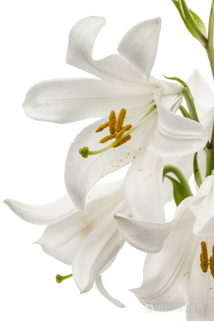 白色百合花白色背景