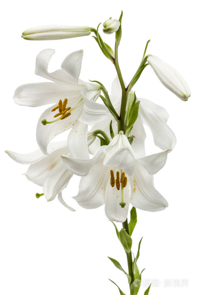 白色百合花白色背景