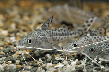 Synodontis alberti三水族馆鱼看