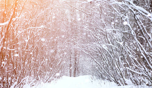 冬季景观积雪覆盖大片。一个公园在冬天在