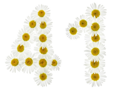 一千五百四十一阿拉伯数字 41, 四十一, 从白菊花的白色花, 我照片