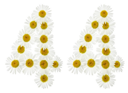 母菊花阿拉伯数字 44, 四十四, 白色花菊花照片