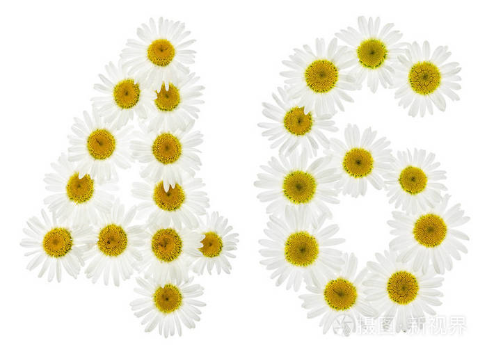 阿拉伯数字46四十六从白菊花的白色花我
