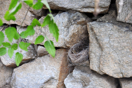 s nest hidden among stones