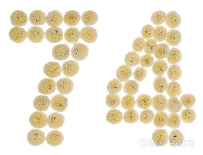 阿拉伯数字74七十四从奶油花的chrysanth
