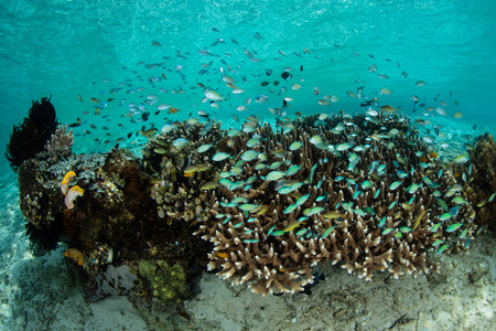 一个充满活力的浅珊瑚礁生长在拉贾安帕特，印度尼西亚。这个地区因其惊人的海洋生物多样性而被称为珊瑚三角区的中心。