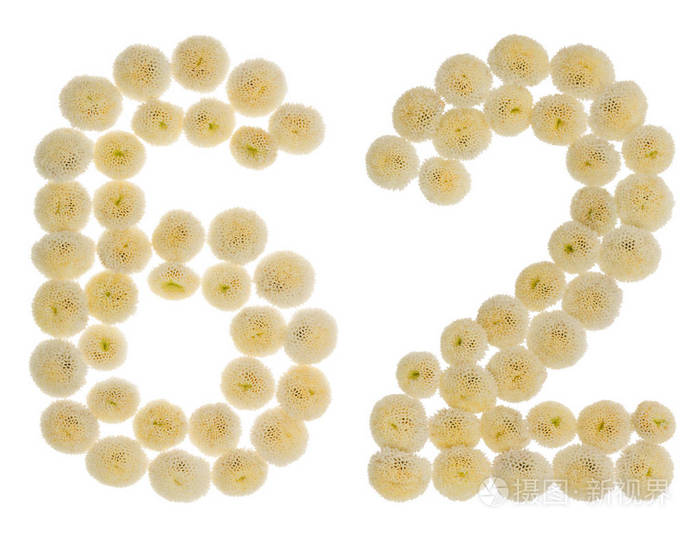 阿拉伯数字62六十二从奶油花的chrysanthemu