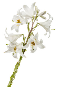 白色百合花, 白色背景