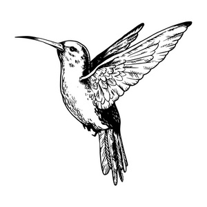 嗡嗡鸟雕刻矢量插图