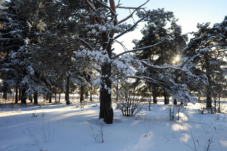 大雪松树图片-大雪松树素材-大雪松树插画-摄图新视界