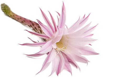美丽柔软的粉红色仙人掌花, 在白色背景隔离