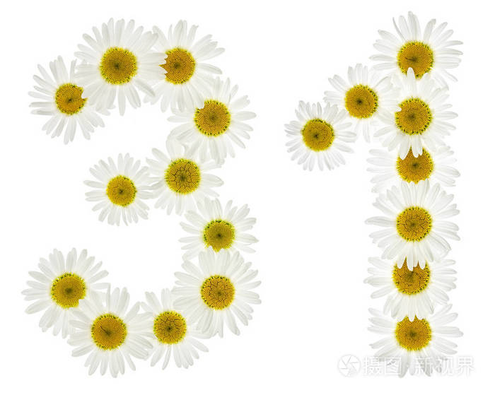 阿拉伯数字31 三十一 白色花菊花照片 正版商用图片10rcve 摄图新视界
