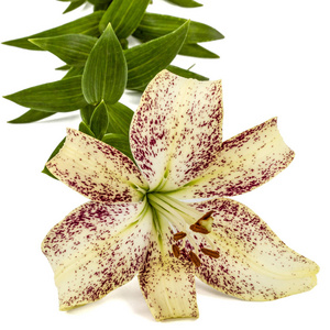 斑驳的黄色百合图片