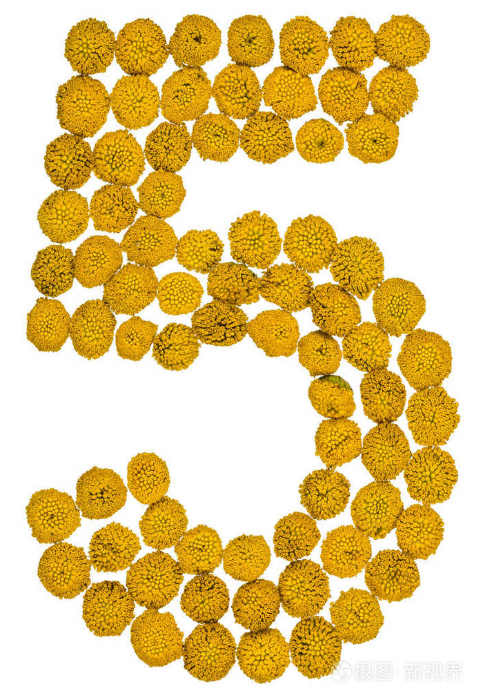 阿拉伯数字5五从黄色的花艾菊孤立o