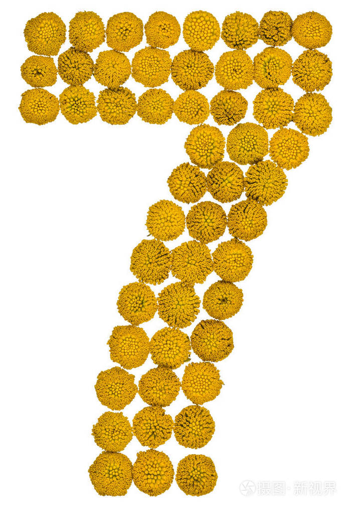 阿拉伯数字7七从艾菊孤立的黄色花朵