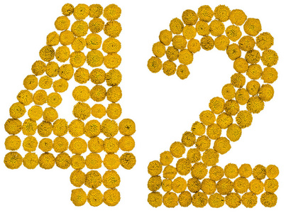 阿拉伯数字 42, 四十二, 从艾菊的黄花, 孤立照片