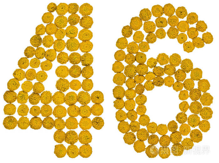 阿拉伯数字46四十六从艾菊的黄花孤立